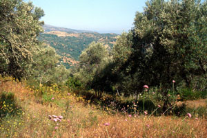 Biotope-type au pays des Beni-Routen, Rif occidental