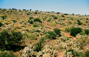 Biotope, Mesti, Anti-Atlas sud-occidental