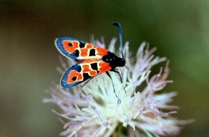 Z. algira ifranica (Moyen Atlas central) 