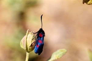 Z. trifolii diffusemarginata (Rif occidental) 