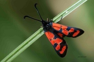Z. maroccana andrei (Haut Atlas central) 