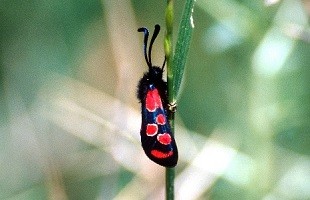 Z. maroccana tichkana (Haut Atlas central)