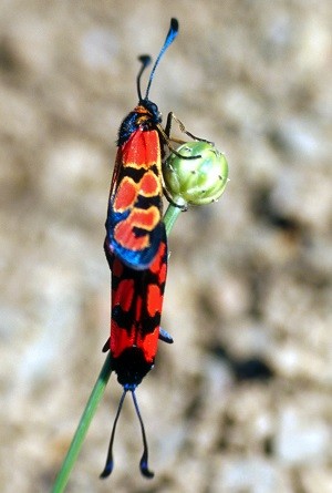 Z. youngi peripelidna (Haut Atlas oriental)