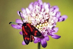 Z.  thevestis rungsi (Rif occidental) 