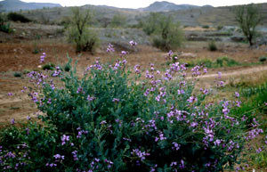 Moricandia arvensis, plante-hôte