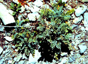 Astragalus nemorosus, l'une des Astragales-hôtes