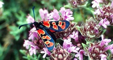 Z. marcuna delicioli (Rif oriental) 