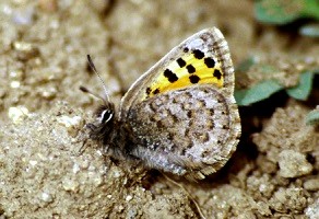 T. mauretanicus mauretanicus, Djebel Siroua, Anti-Atlas nord-oriental, 2000 