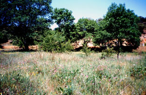 Biotope-type dans le val de l'Oued Tizguid, Moyen Atlas central