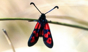 Z. excelsa rosei (Moyen Atlas central)b 