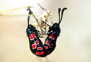 Z. maroccana lekstina (Anti-Atlas occidental) 