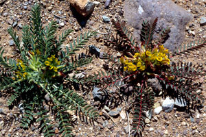 Astragalus caprinus, plante-hôte