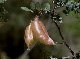 Gousse parcheminée de Colutea atlantica, l'une des plantes nourricières de la larve