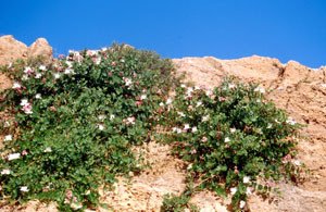 Capparis spinosa, plante-hôte, Tamayoust, Moyen Atlas central