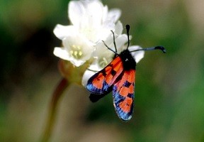 Z. alluaudi alluaudi (Moyen Atlas central) 