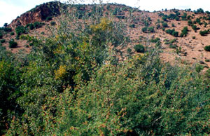Niche écologique, Aoufour, Anti-Atlas nord-oriental