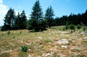 Biotope du Nord, Tizi-n-Tretten, Moyen Atlas central