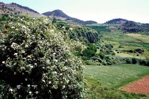 Biotope de la région d'Aïn Leuh, Moyen Atlas central