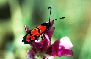 Z. felix rolleti (Haut Atlas oriental)