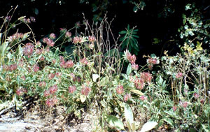 Anthylis vulneraria, plante-hôte