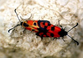 Z. beatrix felicina (Moyen Atlas central)