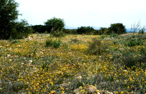 Biotope présaharien du Sud, Tiznit, Anti-Atlas sud-occidental