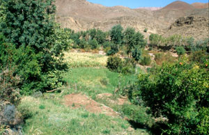 Verger irrigué, Agouim, Haut Atlas central