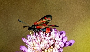 Z.  thevestis thaumasta (Rif oriental) 