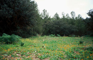 Biotope sylvatique à thérophytes pionnières, Forêt de Tourtite, Moyen Atlas central
