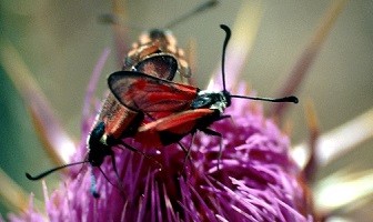 Z. favonia sebdouensis (Atlas Tellien)