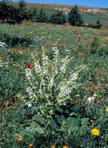 Salvia argentea fleurie, plante-hôte