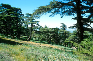 Biotope-type, Djebel Tazzeka, Moyen Atlas septentrional