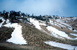 Habitat alticole de la ssp. antonius, Moyen Atlas central