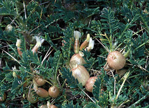 Vésicule papyracée de l'inflorescence d'Astragalus armatus