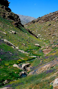 Biotope du Haut Atlas, Oukaïmeden