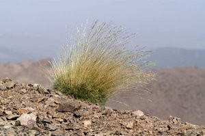 Festuca mairei, autre plante-hôte dans le Haut Atlas