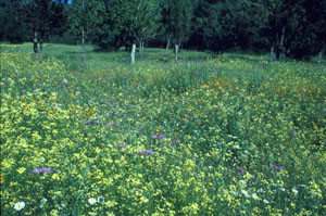 Biotope du Nord (E. belemia distincta), Forêt de Tourtite, Moyen Atlas central