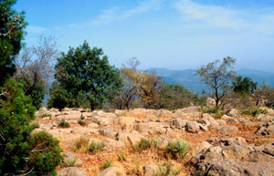 Biotope à ssp. tansleyi, Pays des Ida-Outanane, Haut Atlas occidental