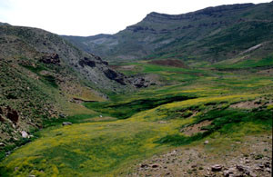 Habitat à ssp. atlantis, Tizi-n-Inouzgane, Haut Atlas oriental