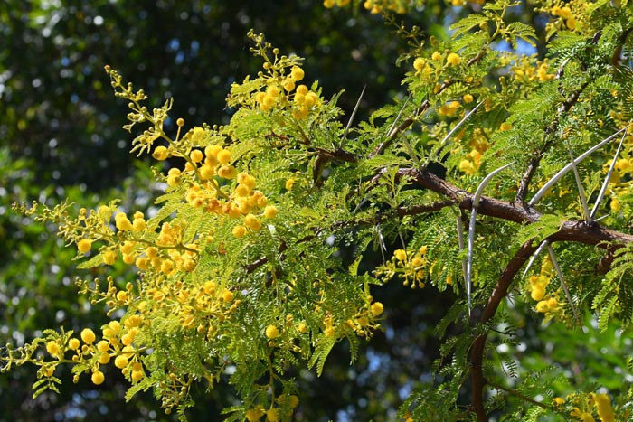 Vachellia karroo, Mimosa parasité par A. ubaldus dans sa nouvelle station des alentours de Missour