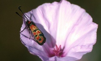 Z. elodia kalypso (Rif occidental)