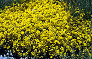 Coronilla minima en phase luxuriante, plante-hôte élective