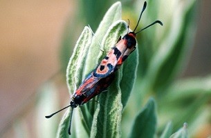 Z.  thevestis rungsi x Z. elodia kalypso (Rif occidental) 