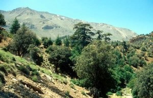 Chênaie verte au Djebel Ayachi, Haut Atlas oriental