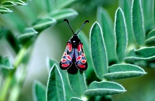 Z. orana tatla (Rif occidental) 