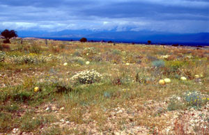 Biotope du Sud (E. belemia desertorum), région de Taroudannt, Vallée du Souss
