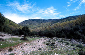 Espace de vol à ssp. occidentalis, Djebel Lakraa, Rif occidental