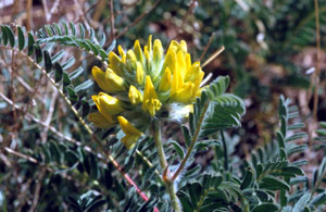 Astragalus alopecuroides, l'une des Astragales-hôtes
