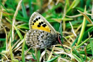 T. mauretanicus mauretanicus, Djebel Siroua, Anti-Atlas nord-oriental, 2000 