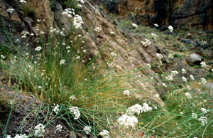 Deverra chloranthus, plante-hôte, Tizi-n-Bachkoum 